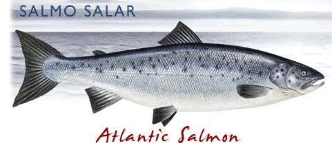 Salmon1.jpg
